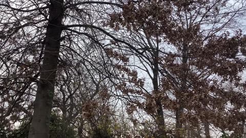 Blue jays and northern Cardinal