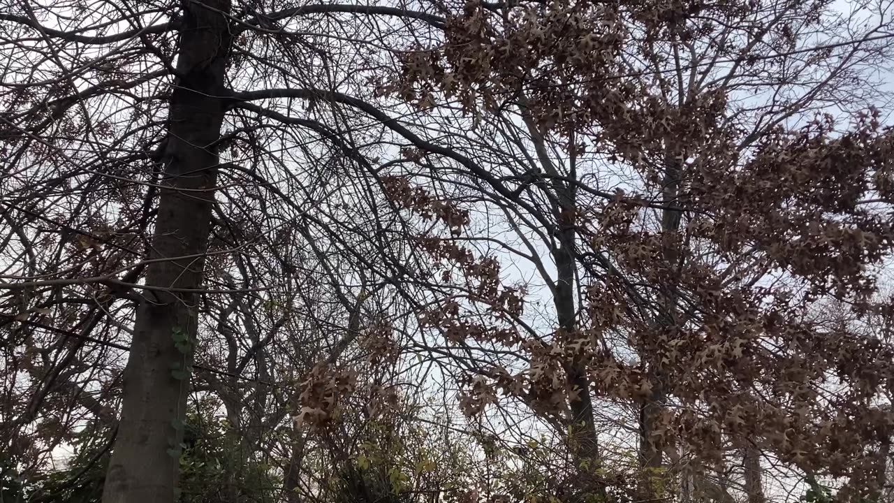 Blue jays and northern Cardinal