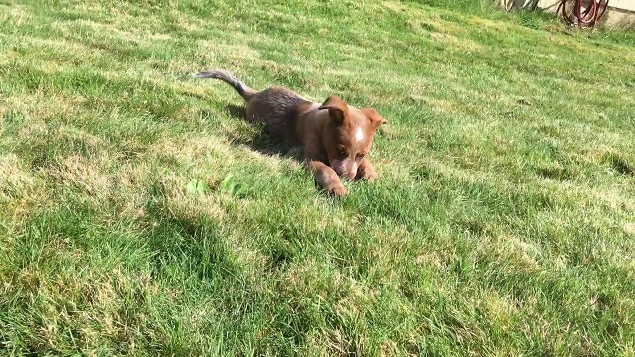 pup combat 12