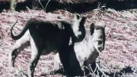 Bigfoot! A documentary (1979)