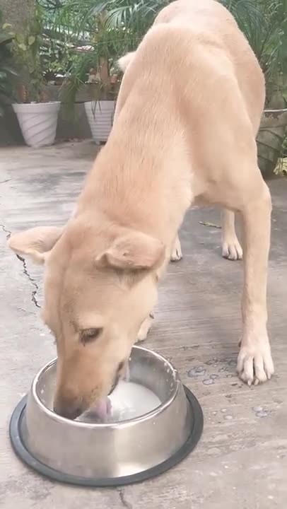 Feeding Stray Dog in Pets Empire Stainless Steel Dog Bowl #dogbowl #shorts #feeding #dog
