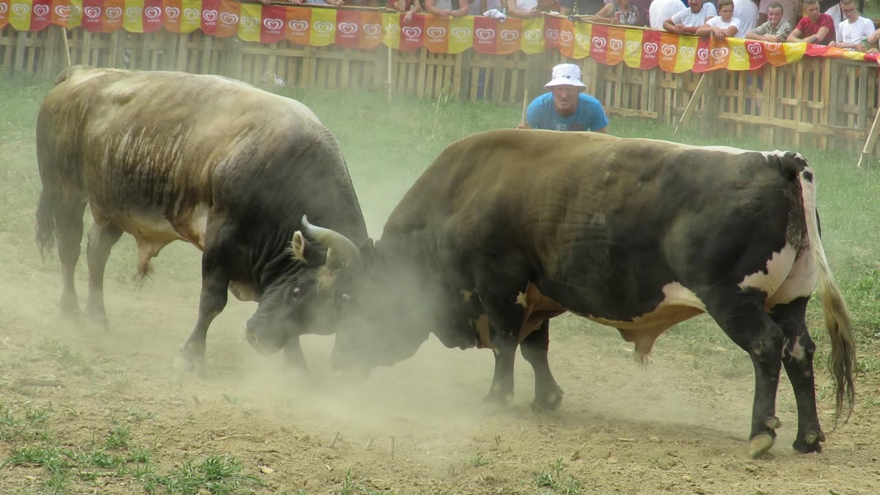 Zećo od Gadžuna vs Peran od Porče Grđevac 2024