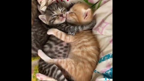 Paw-some Pandemonium: Hilarious Cat Moments!