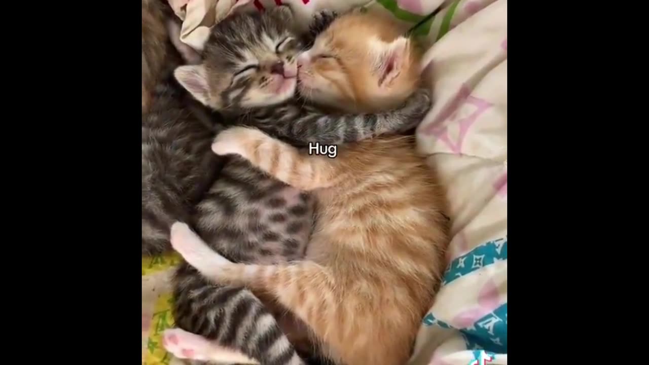 Paw-some Pandemonium: Hilarious Cat Moments!
