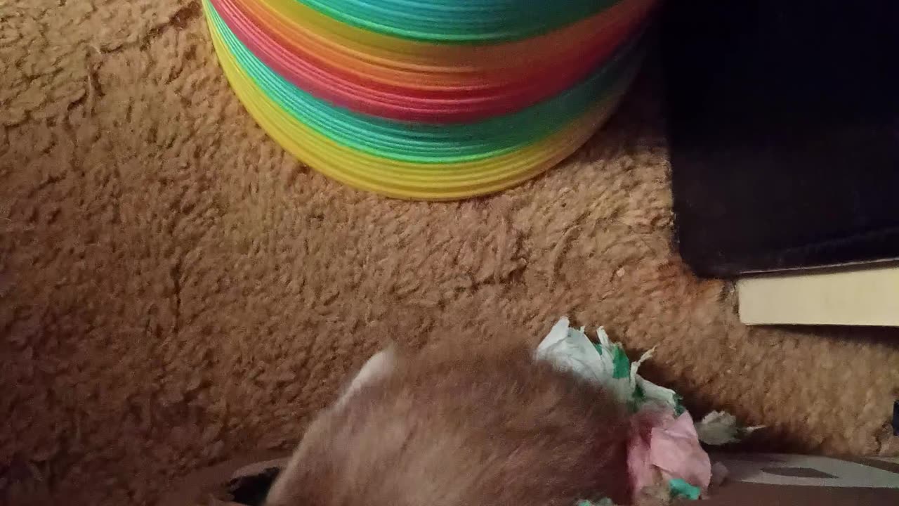 Ferret Cam!