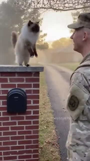Cat and Soldier