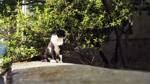 Serene Black And White Cat In A Sunny Garden