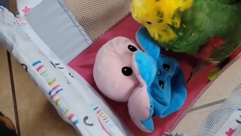 Parrot sees new toy OMG! 🦜🎁🤣