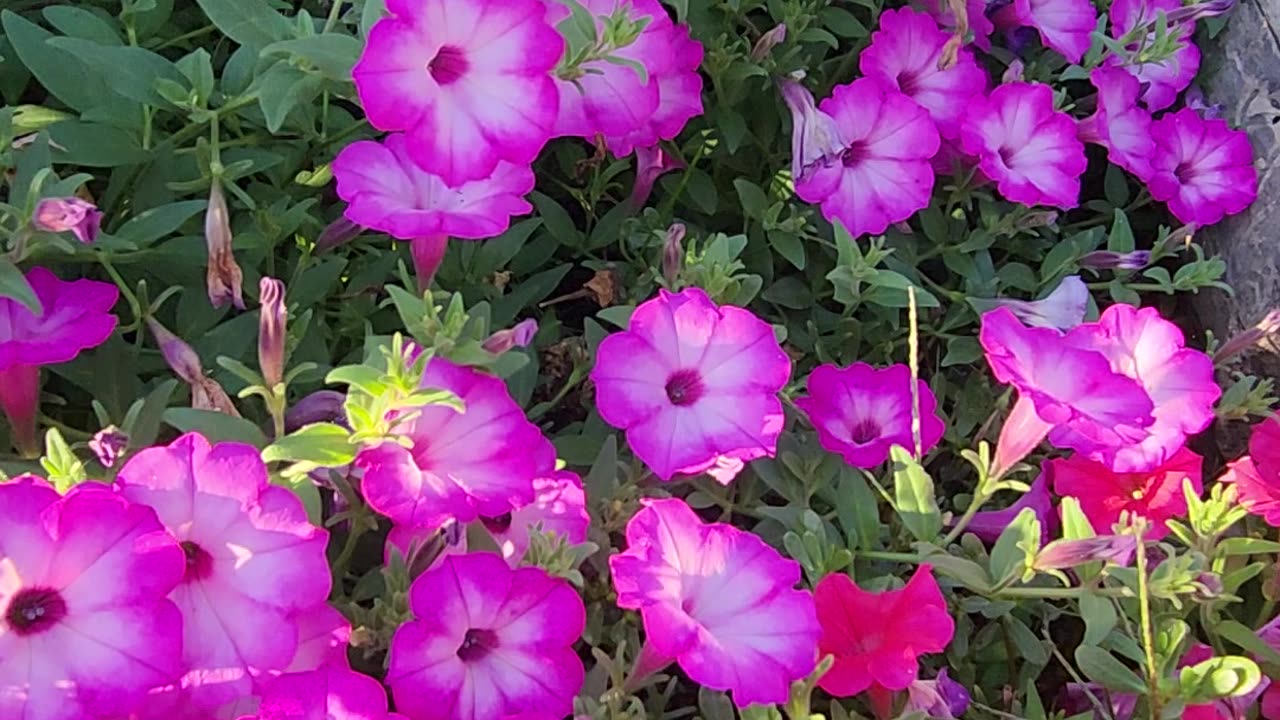 “A Trifling of Petunias, we assure you.” -Petunia Colony #53
