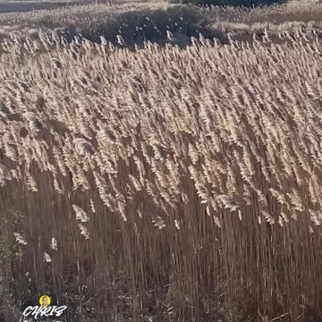 SUNSHINE MAKING THE REEDS GLOW!