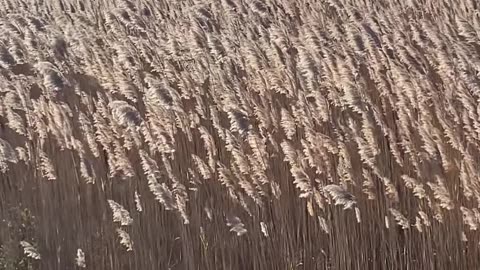 SUNSHINE MAKING THE REEDS GLOW!