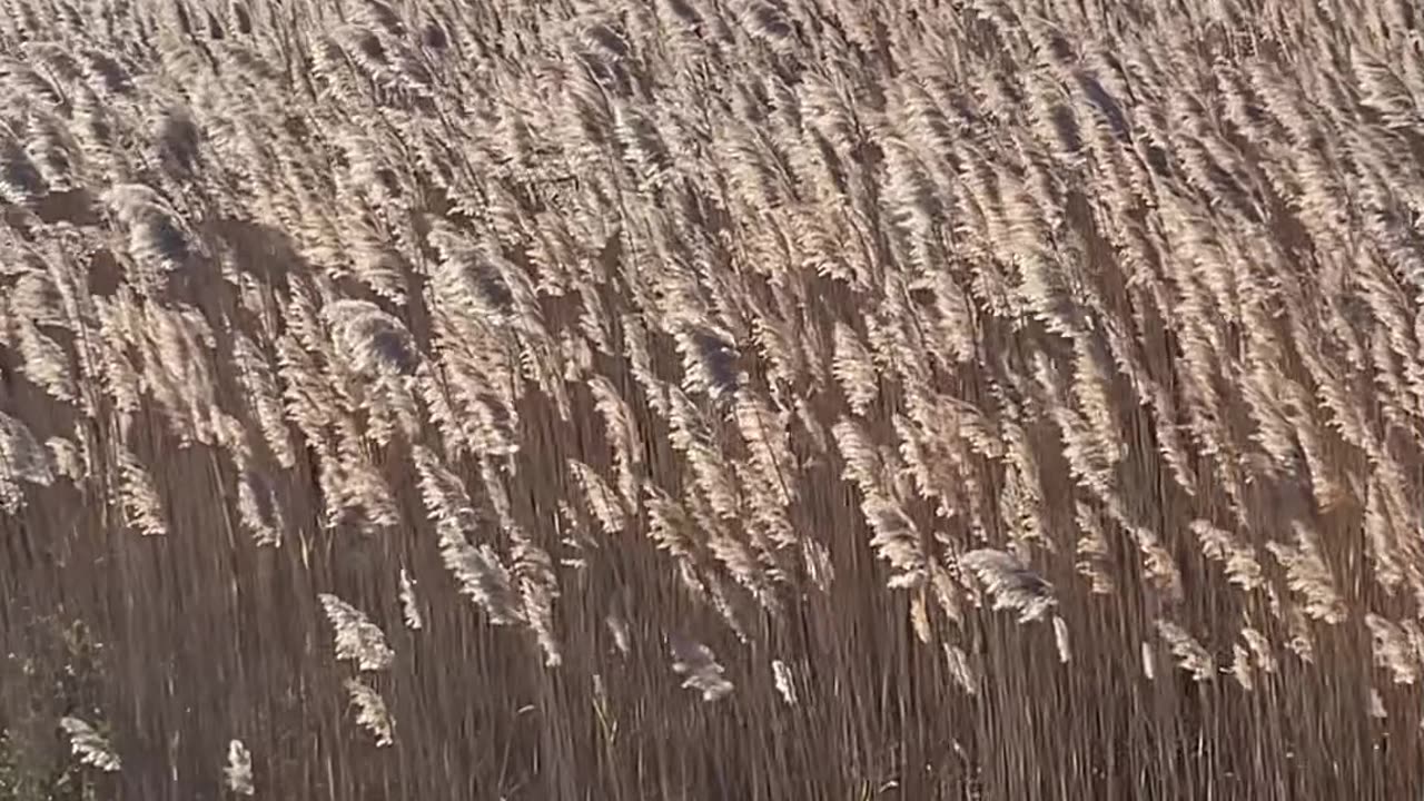 SUNSHINE MAKING THE REEDS GLOW!