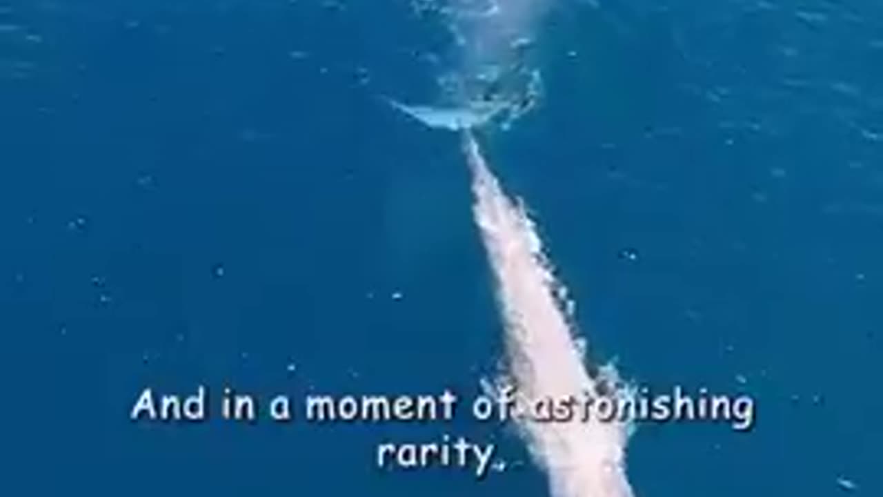 This rare sight has redefined people s understanding of blue whales.