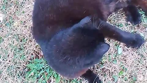 Cat's lovers