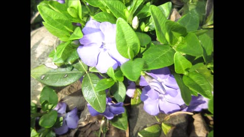Evergreen Trailing Groundcover Periwinkle May 2022
