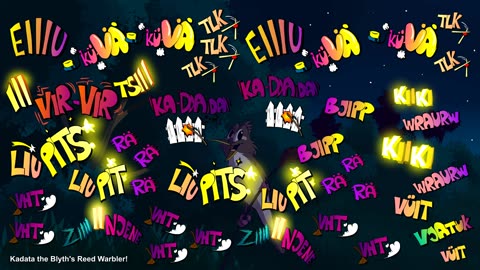 Kadata the Blyth's Reed Warbler 2025!