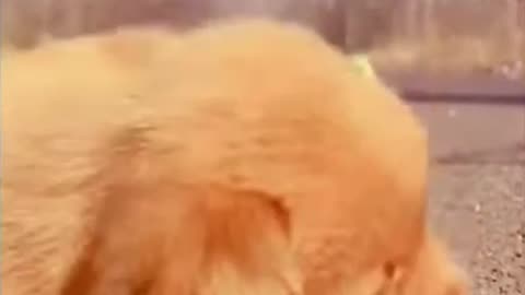 “Pets Being Silly | Funny Animal Shorts 2025”