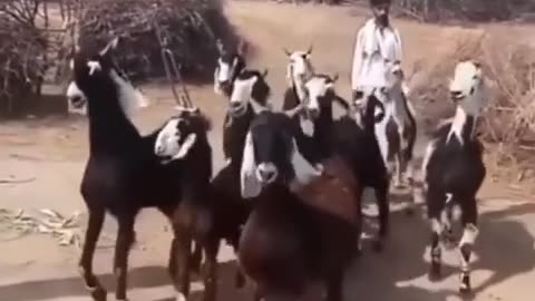 🐐💃 Dancing Goats: Nachi Goats in Action! | FunFM
