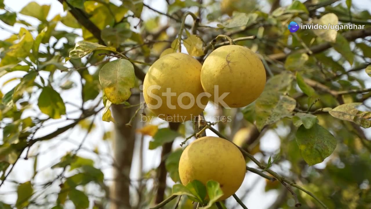 Winter Fruits - Their Nutritional Values