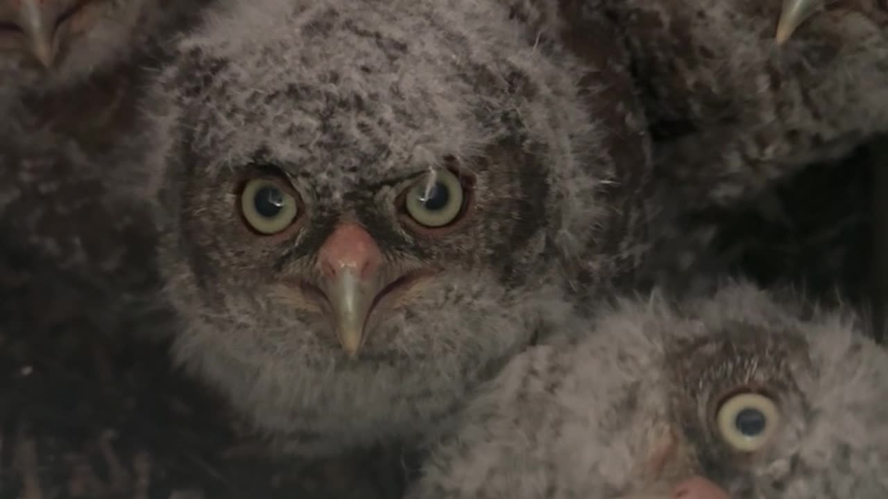 Four Eastern Screech Owlets in Owl Box Nest