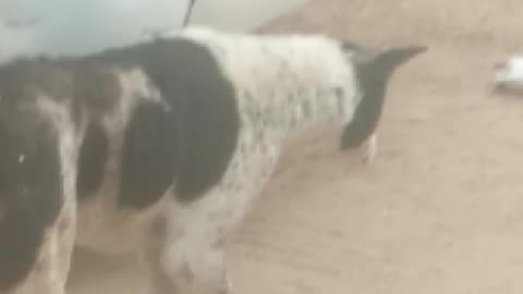 See the love of dogs.