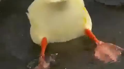 😂 Lord Beak Dipper's Hip-Up Style! | FunFM