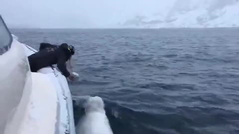 This man is playing fetch with a Beluga Whale. This is INCREDIBLE.