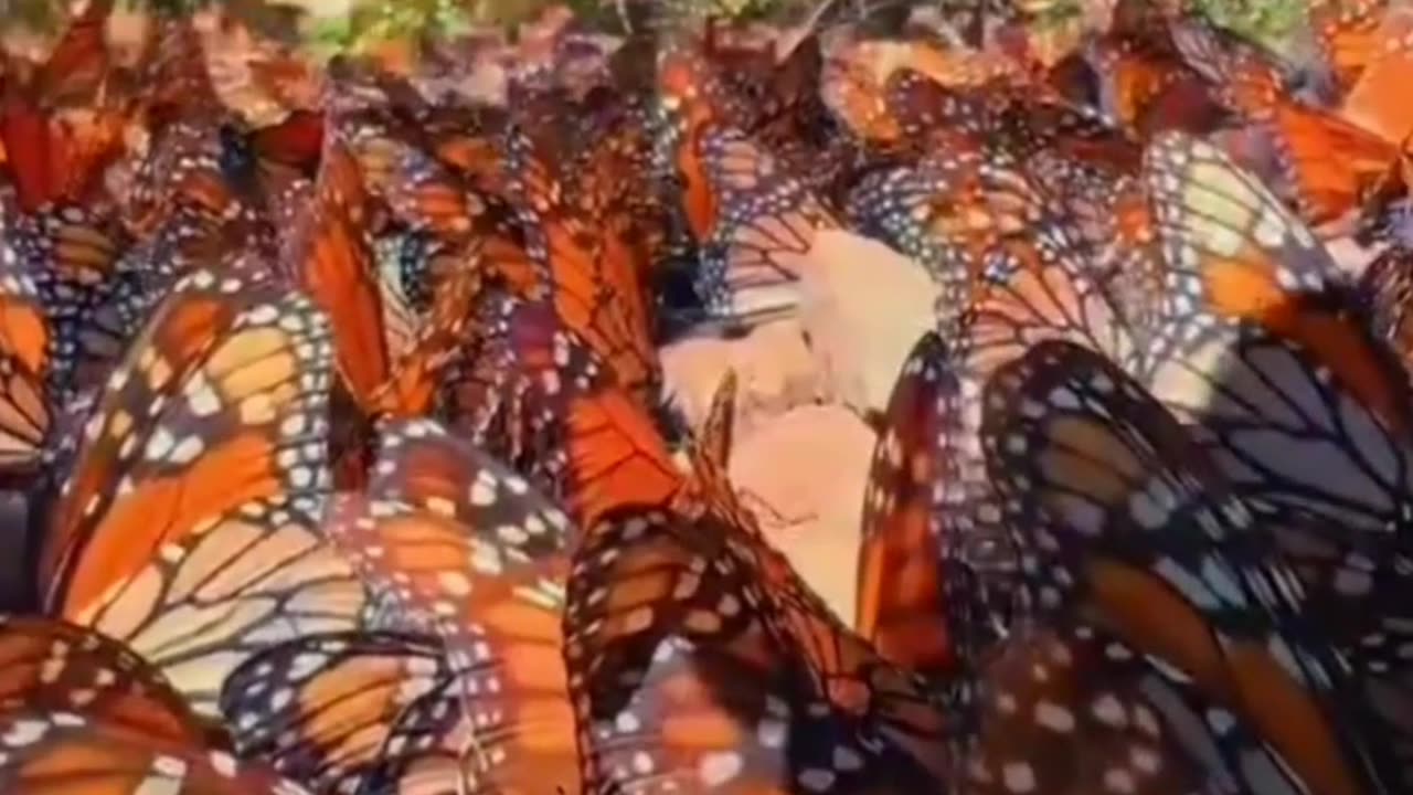 Butterfly fact