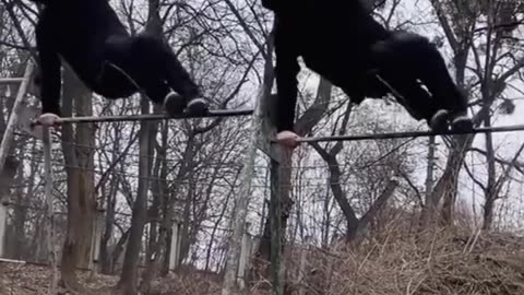 Ninjas or Acrobats ?