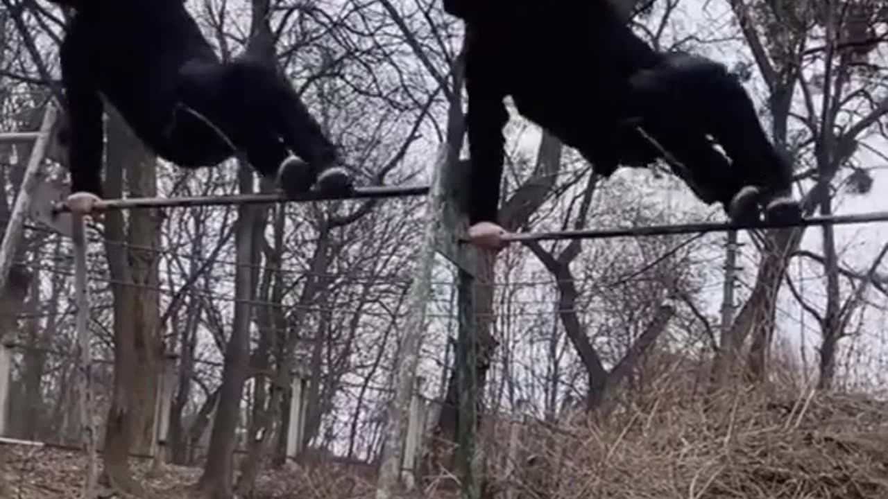 Ninjas or Acrobats ?