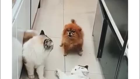 Funny cats