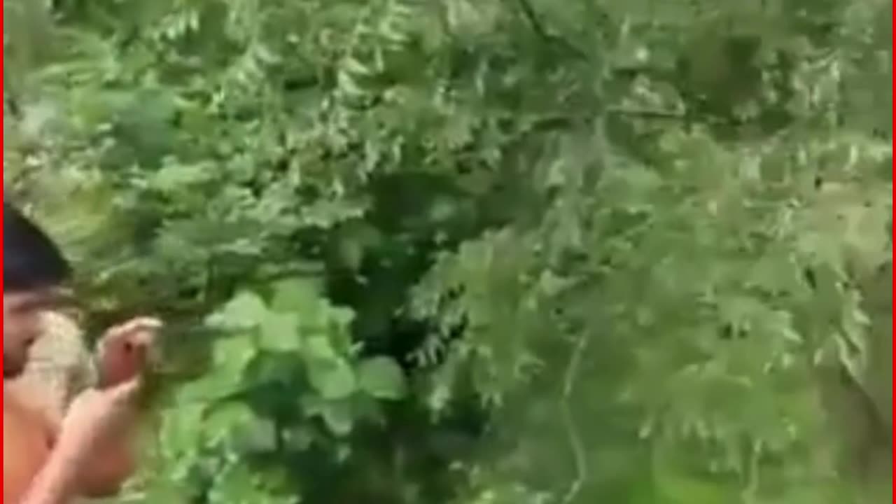 Tragedy in Mandi: HRTC Bus Falls into Gorge, 5 Dead, 20 Injured — Rescue Ops On