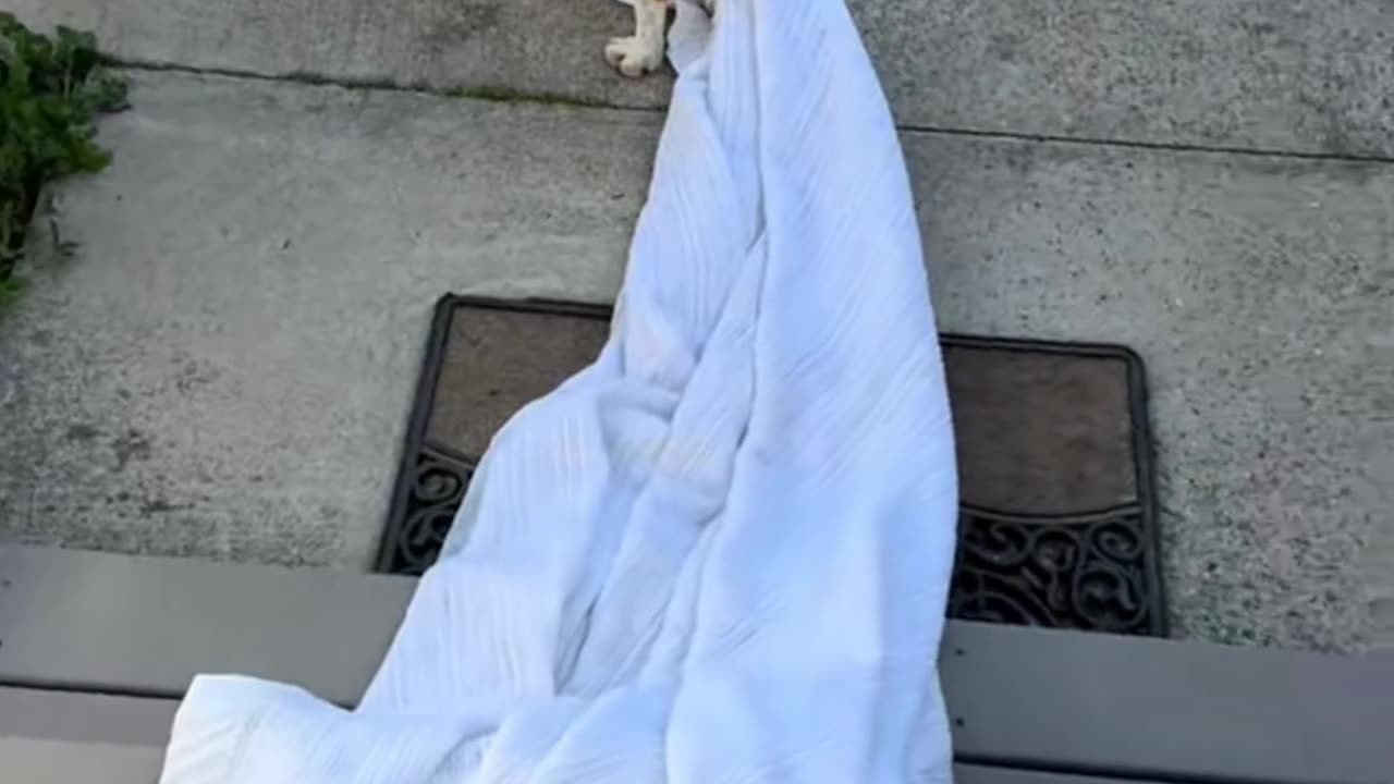 Cat Tags Along As Beagle Takes Blanket