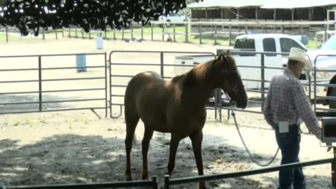 Skipper Calder & Cowboy-up Ministry bring horse training with a message at 11am.