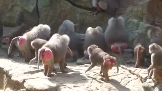 Baboons Fighting