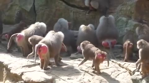Baboons Fighting