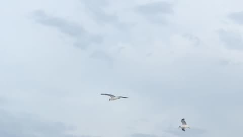 Animal