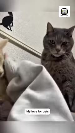 funniest-animal-moments-2025---when-pets-try-to-be-cool-but-fail-spectacularly