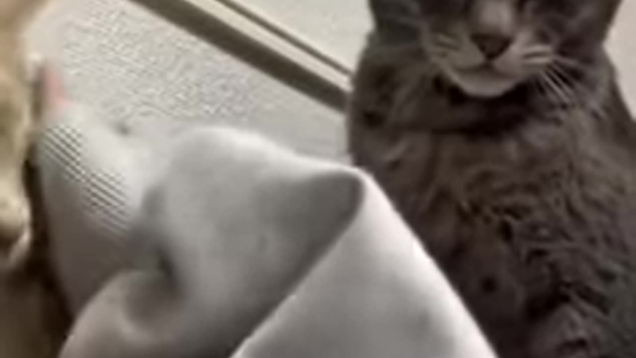 funniest-animal-moments-2025---when-pets-try-to-be-cool-but-fail-spectacularly