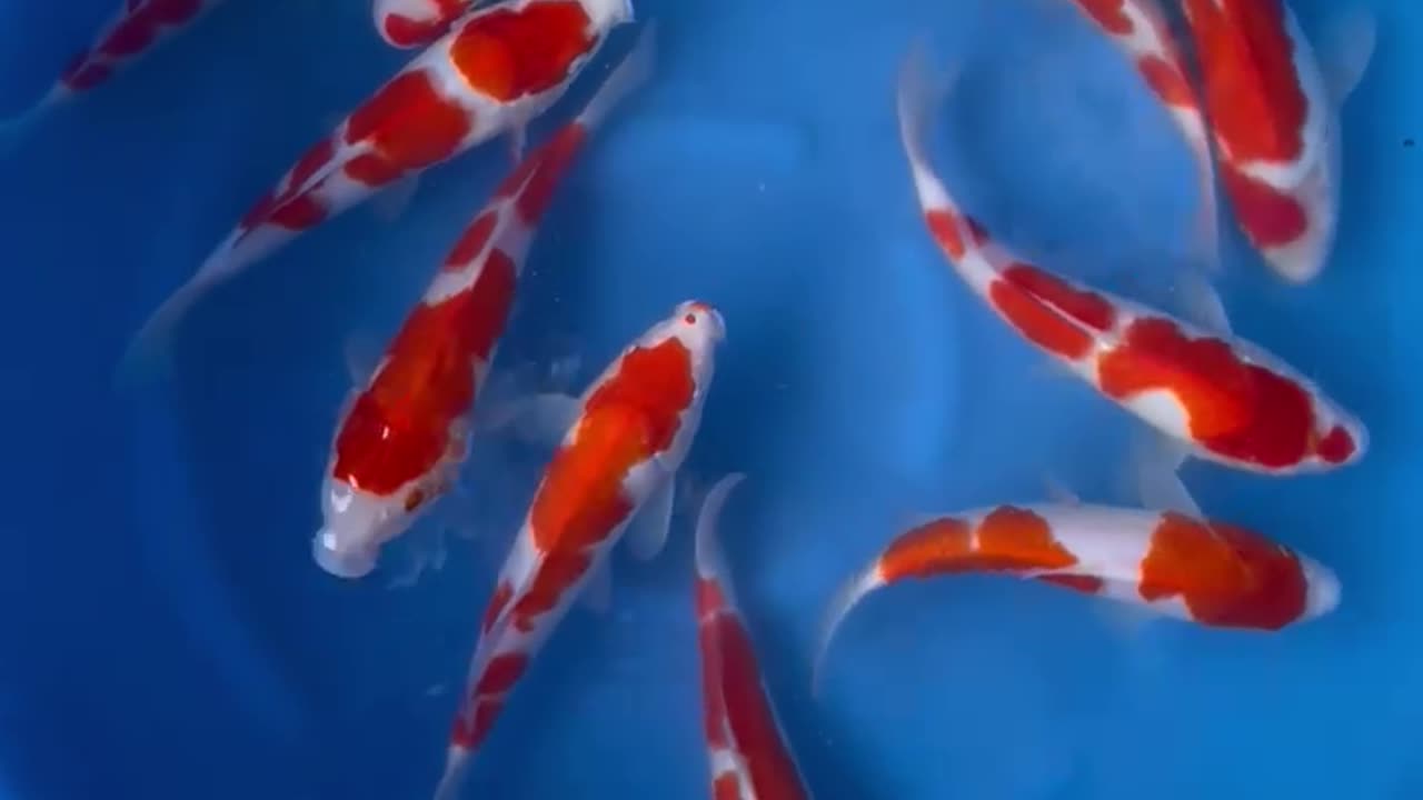 Koi fish