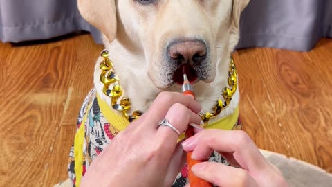 狗狗学了两天唢呐，终于能吹出个调了！The dog learned suona for two days, finally can blow a tune!