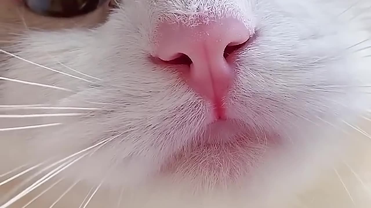 Meow, short, sweet, kitten meow