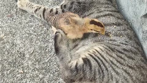 Cat： Get the hell away from me.