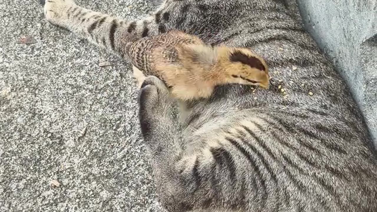 Cat： Get the hell away from me.
