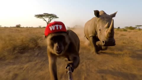 🔥😂 MONKEY RUNS FROM RHINO WHILE RECORDING A VLOG! 🙈🤣