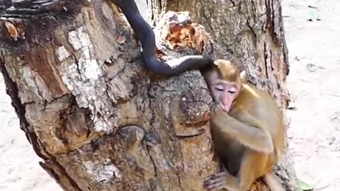 Snake Vs monkey Baby real short viral video