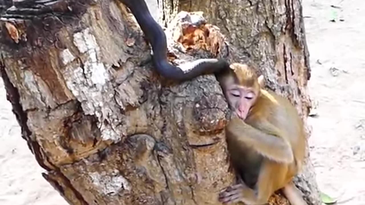 Snake Vs monkey Baby real short viral video