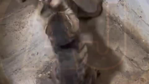 Funny video