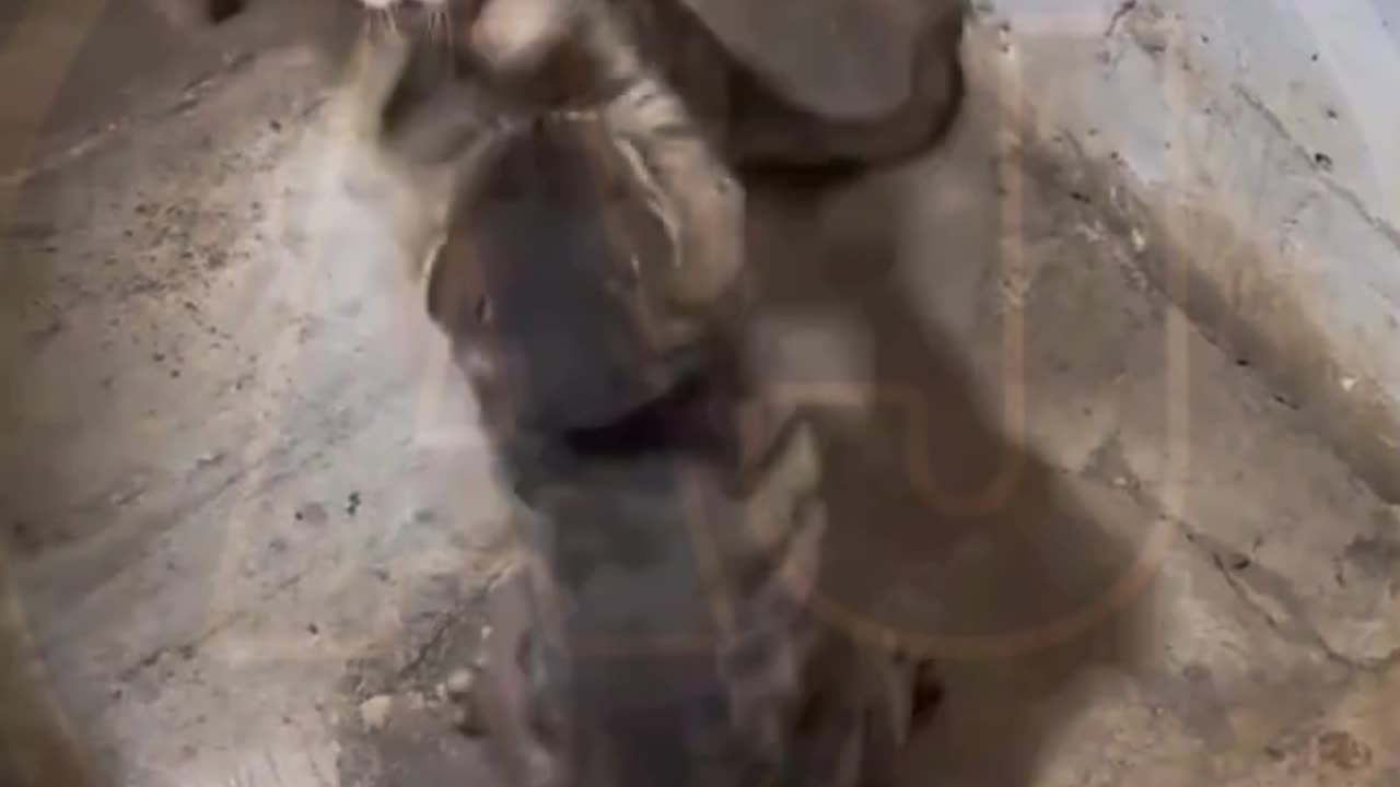 Funny video