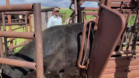 Tagging the Cows before sending them out to pasture. http://cartercountrymeats.com